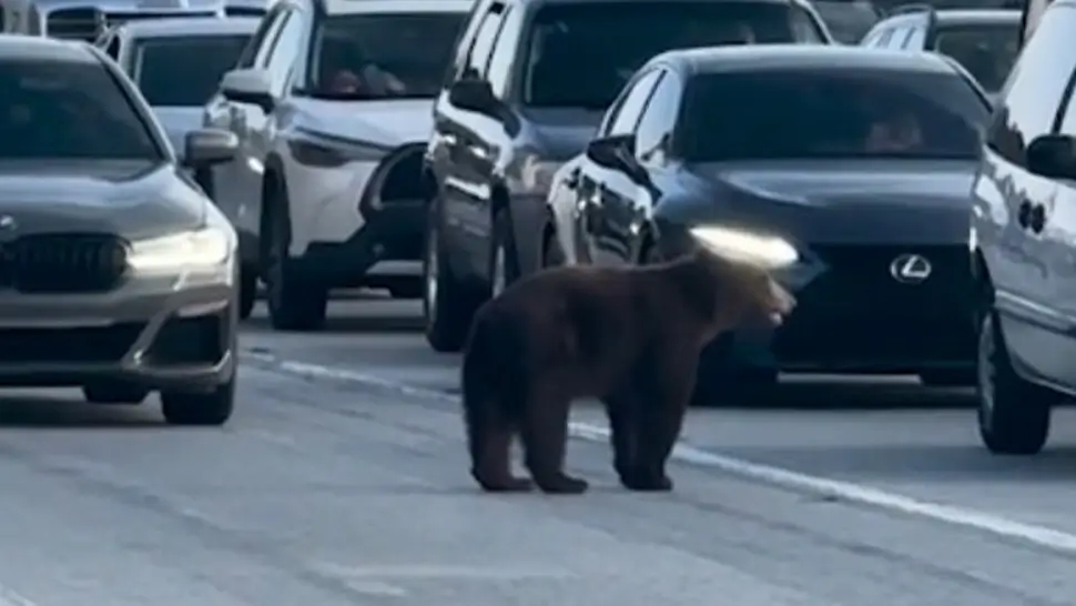 A bear slowed traffic on a Southern California freeway before retreating back toward the nearby hills.