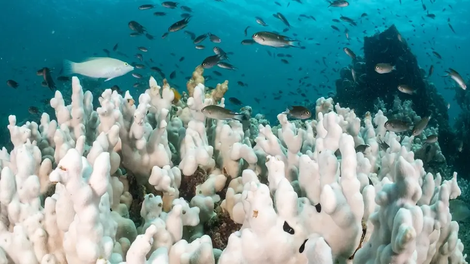 A reef affected by coral bleaching from high water temperature in Trat, Thailand