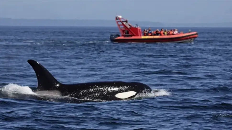 A subpopulation of orcas in southwest Europe have been aggressively attacking boats since 2020. (Image credit: Getty Images)