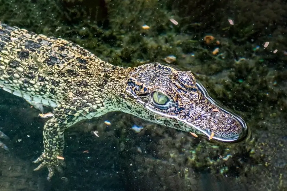 New research suggests that feral cats ate critically endangered Cuban crocodiles in 2022