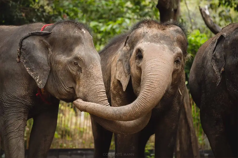 Cracking the Code How Elephants Communicate with Friends