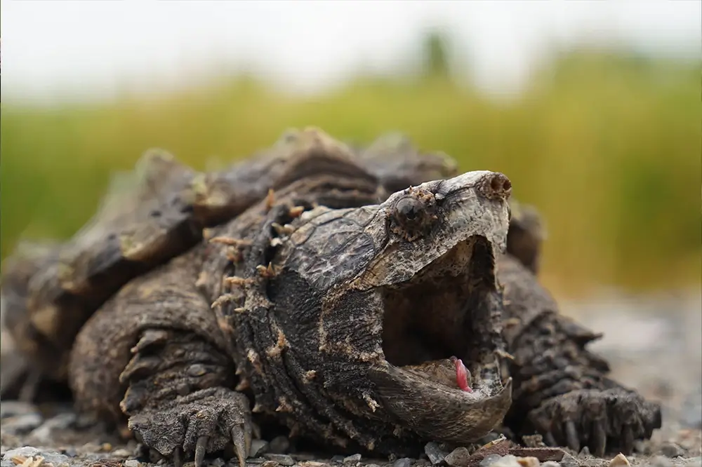 alligator snapping turtle