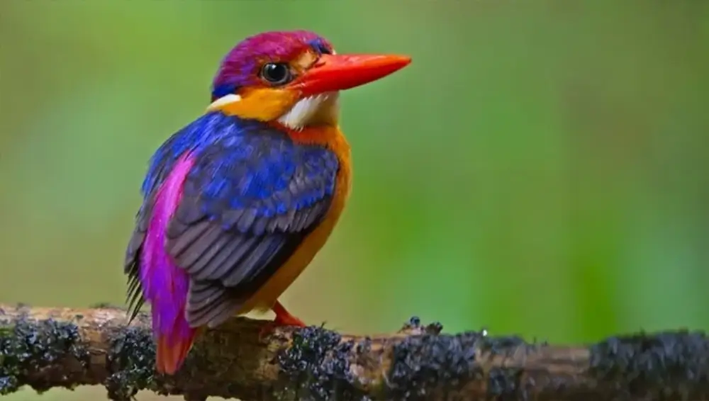 The black-backed dwarf kingfisher (Ceyx erithaca), also known as the Oriental dwarf kingfisher, is one of many extremely colorful birds found on Earth