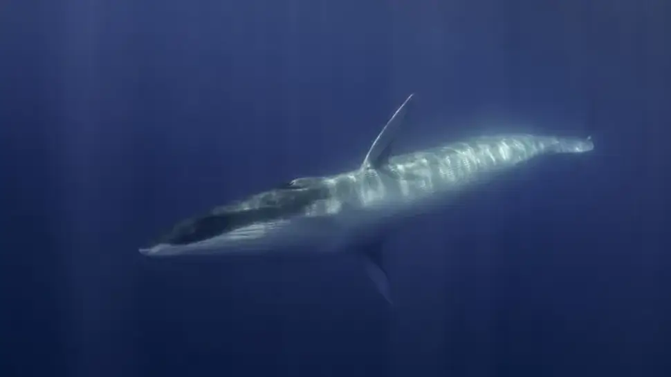 A fin whale gliding through the ocean.The fin whale (Balaenoptera physalus) is the second largest whale species on Earth after the blue whale (Balaenoptera musculus). (Image by wildestanimal via Getty Images)