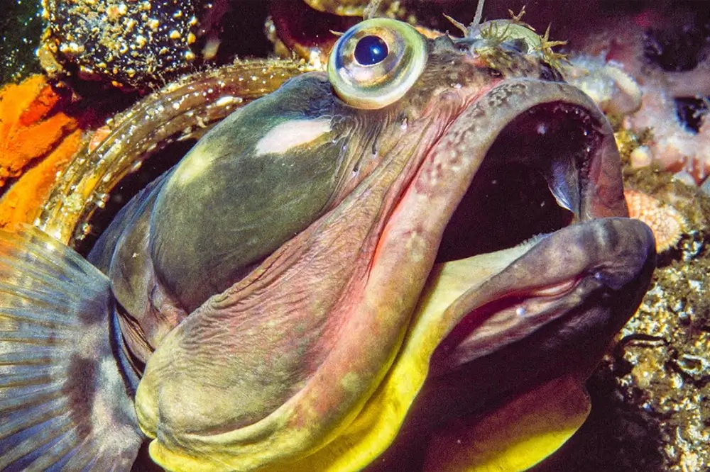 Sarcastic fringeheads are extremely aggressive and fight by yawning at each other