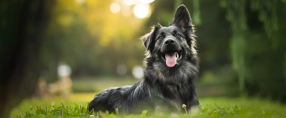 Dogs, belonging to the class Mammalia and the family Canidae