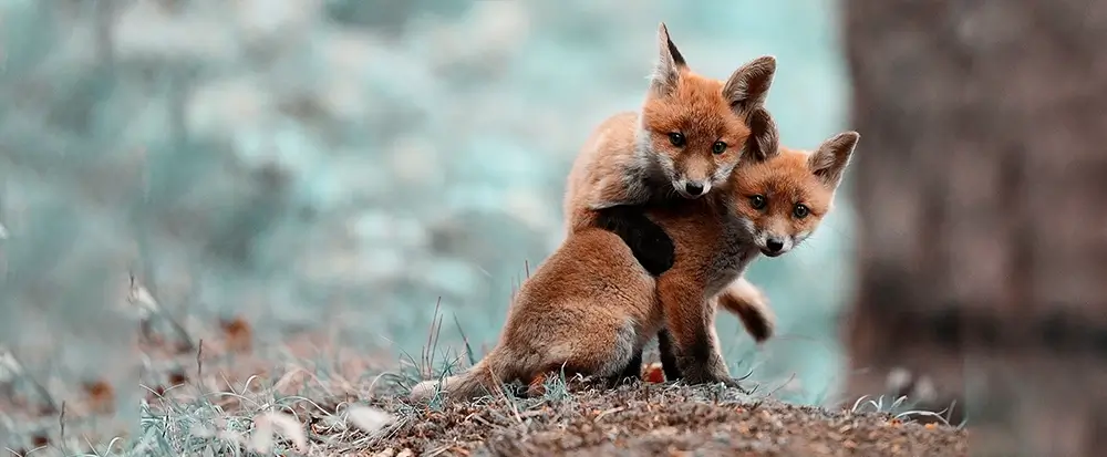 foxes