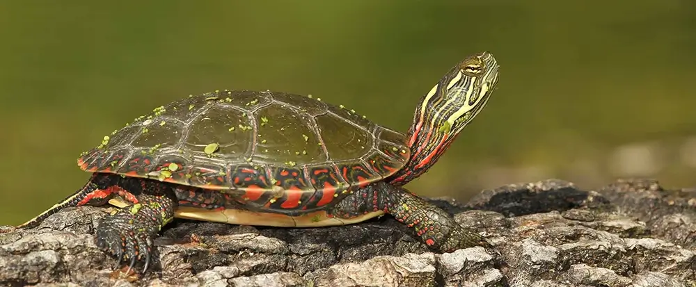 turtle