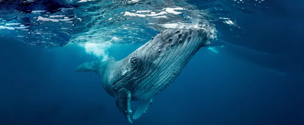 whales